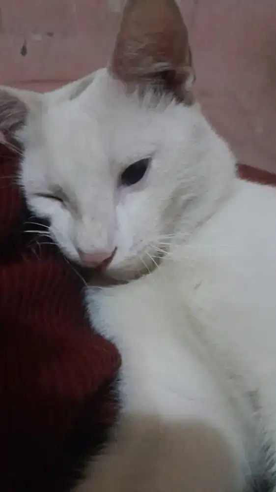 FREE ADOPT KUCING BETINA 5BLN