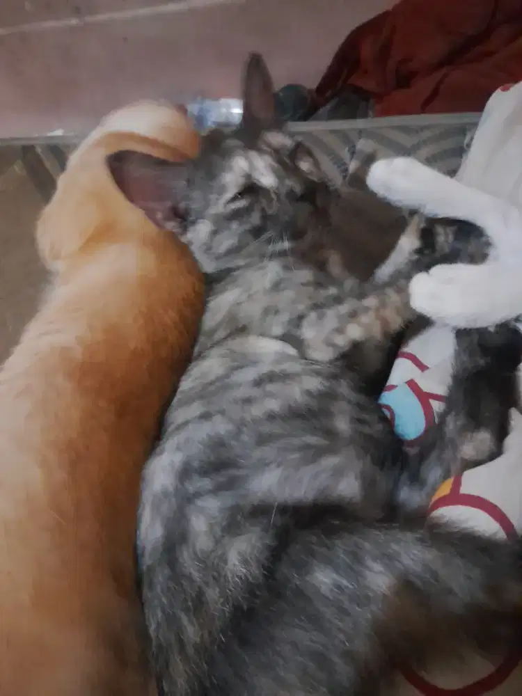 OPEN ADOPT FREE KUCING BETINA CALICO 5BLN