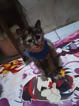 Betina 5 bulan black torti