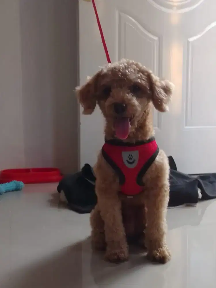 Pejantan Anjing Poodle Jantan