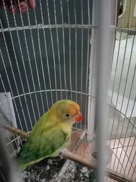 Lovebird biola euwing jantan burtok