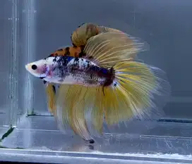ikan cupang halfmoon yellow fancy