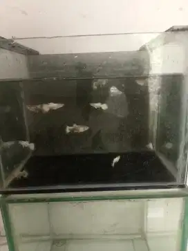 Ikan Guppy gold