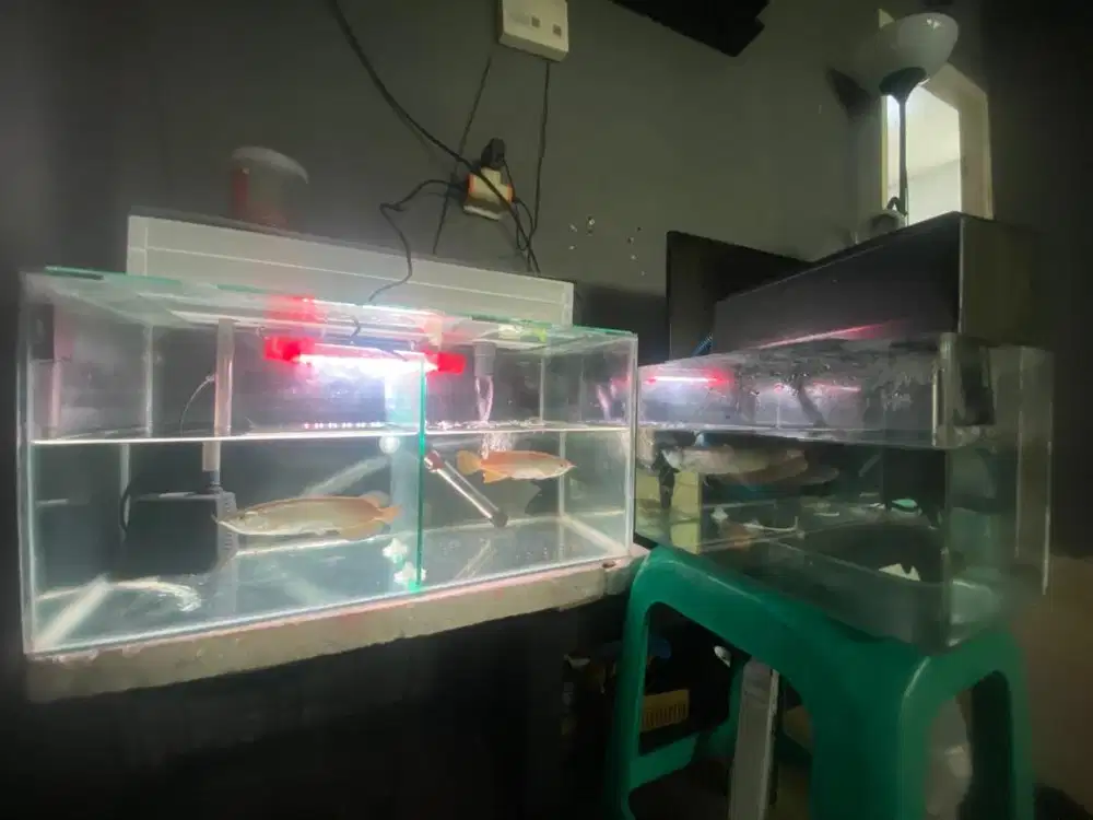 Aquarium arwana