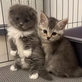 Sepasang Kitten Anak BSH dan Munchkin Gaelic