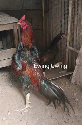 Ayam Bangkok (EDISI SHAMO EROPA)