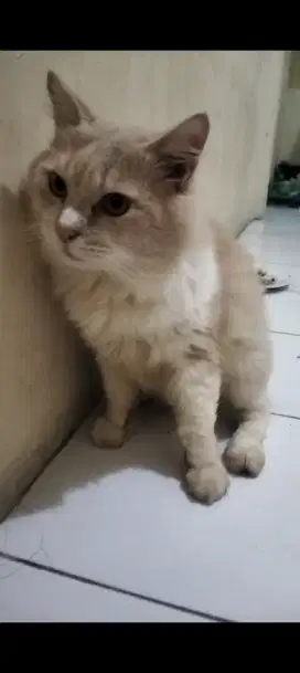 Lepas adopsi kucing anggora