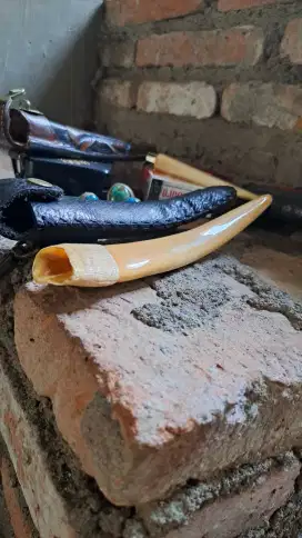 pipa tarduy istimewa