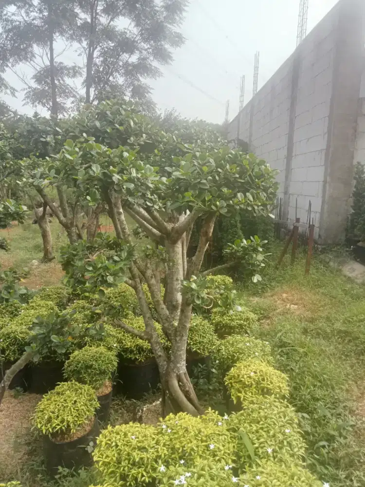 pohon beringin korea