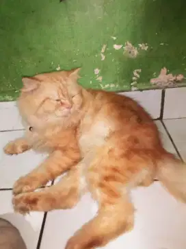 Lepas adopsi kucing Persia long hair