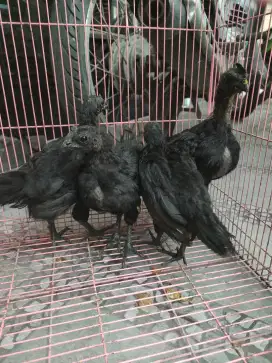 Ayam cemani lidah hitam umur 1.5 bulan