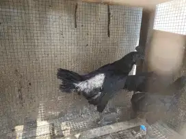 Ayam cemani umur 5 bulanan3 ekor jantan 1 betina 2