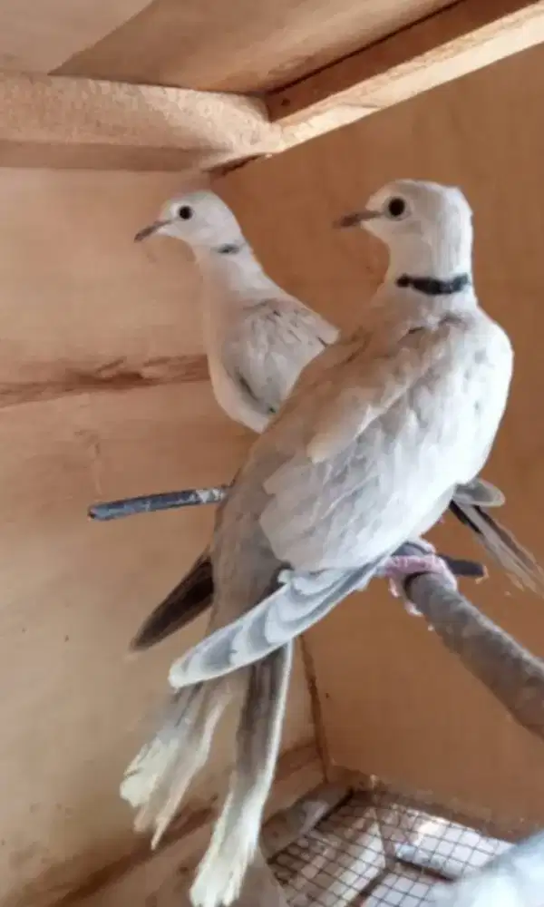 Burung puter pelung