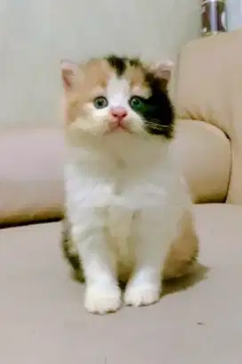 Lepas adopt kucing persia