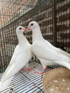 Sepasang merpati pos putih