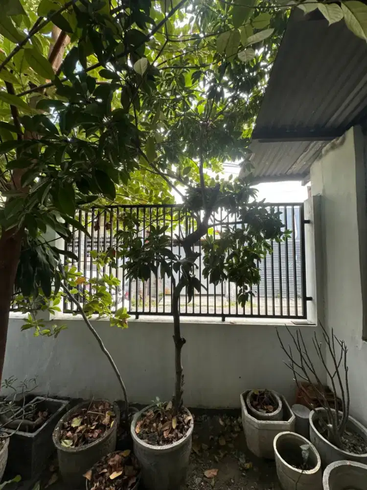 Pohon sawo di POT yg sudah berbuah dgn rasa legit dan manis