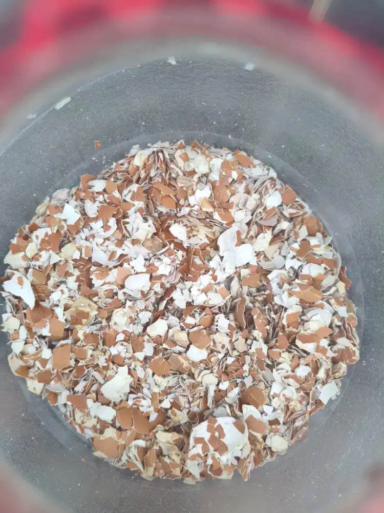 Dijual kulit telur 4000/kg