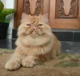 Grooming panggilan ke rumah