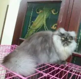 Grooming khusus kucing panggilan