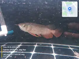 Arwana Golden Red