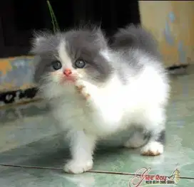 Jasa Grooming kucing panggilan