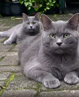 Kucing Bsh jantan