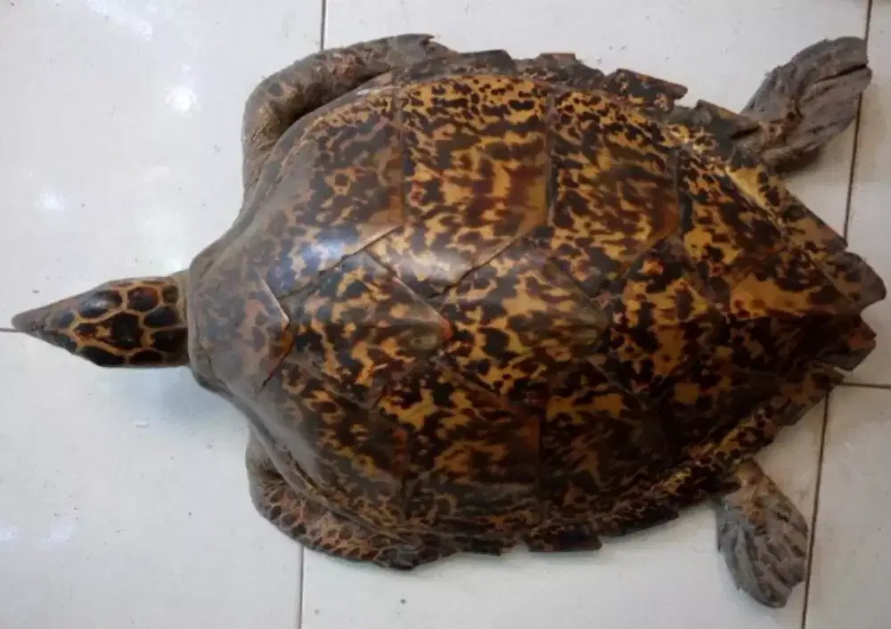 Hiasan dinding rumah kura