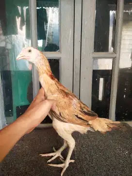 Ayam jenis mangon