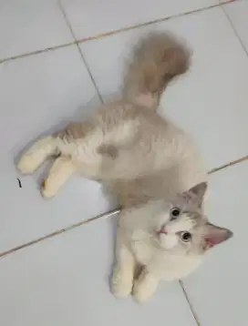 Kucing Betina ragdoll Dewasa