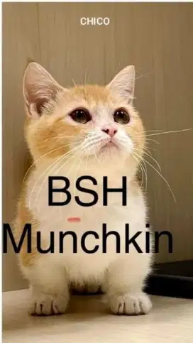 KITTEN BSH MUNCHIN CEBOL JANTAN GANTENG POLL