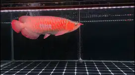 Ikan Arwana SR Super Red 55cm