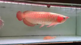 Ikan Arwana SR Super Red 58cm