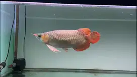 Ikan Arwana SR Super Red ssb/sb