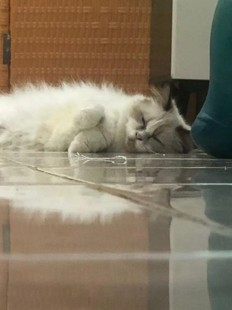 kucing betina murah ragdoll adopsi