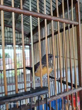 Burung Murai betina.