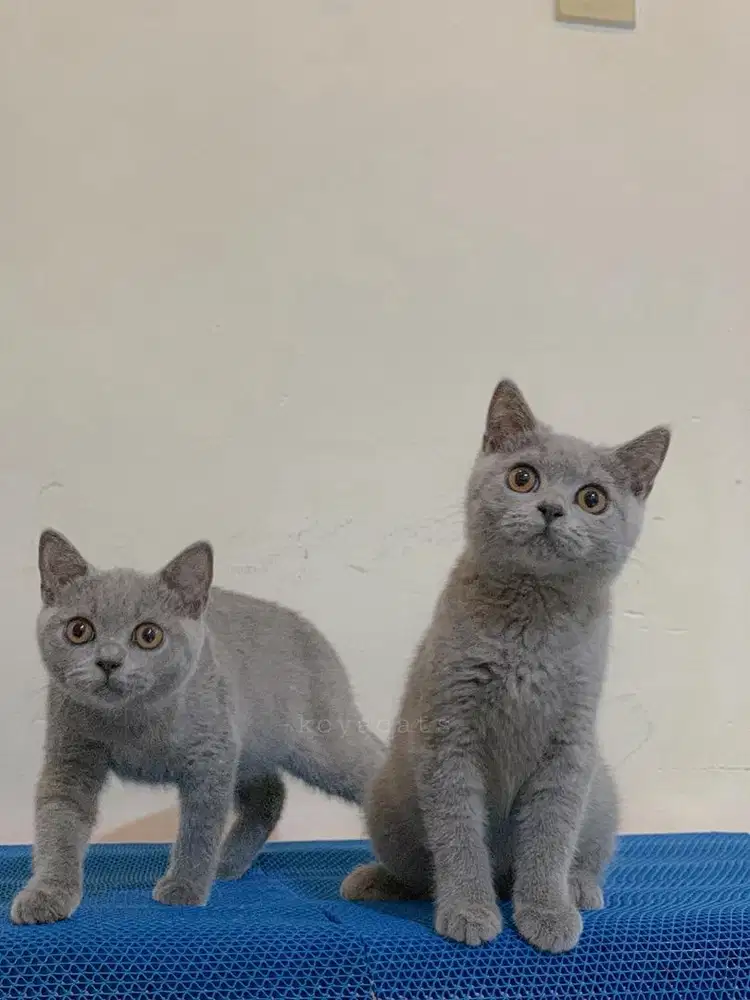 BRITISH SHORTHAIR