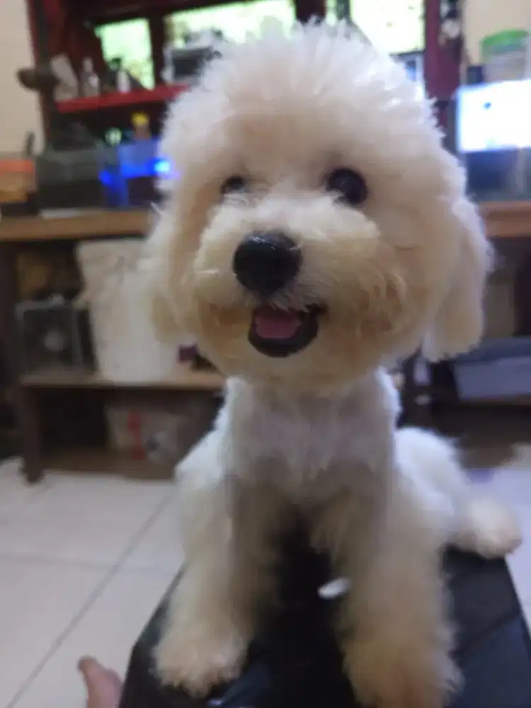 Poodle putih Jantan MURAH