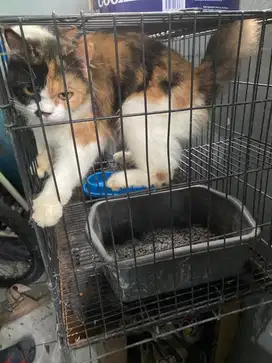 Kucing persia betina calico