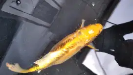 Ikan hias, ikan koi