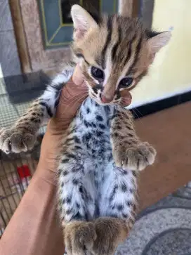 Kucing kh belang betina