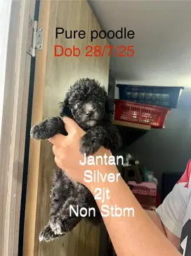 Dijual anjing pure poodle non stbm