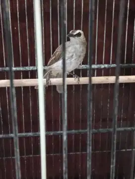 Jual burung trucukan bunyi voer