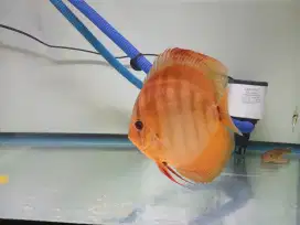 Ikan Discus 4.5 inch Muraaah