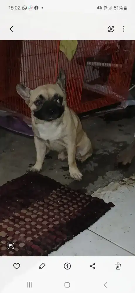Anjing French Bulldog