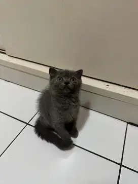 Open Adop British Shorthair