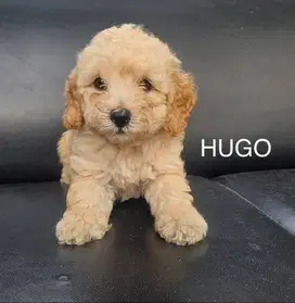 Jual 2 Anakan Poodle Stambum