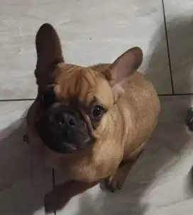 Anjing French Bulldog