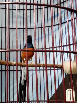 Burung murai hutan gacor