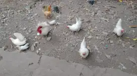 Ayam kate hias murah saja