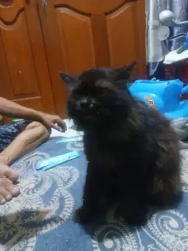 Lepas adopsi kucing jantan